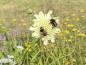 Preview: Cephalaria gigantea | Riesen-Schuppenkopf